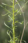 Canadian horseweed